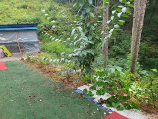 돈디아고(김덕수)님의 기타작물 · 영농일지 작성글 사진