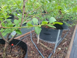 박치문님의 블루베리 · 영농일지 작성글 사진