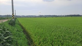 김응균님의 벼 · 영농일지 작성글 사진