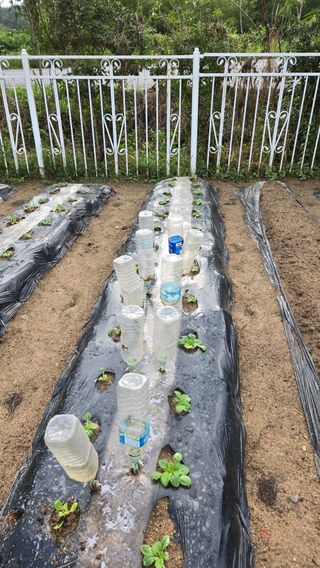 윤두현님의 기타작물 · 영농일지 작성글 사진