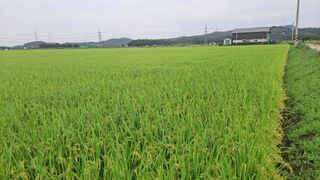김응균님의 벼 · 영농일지 작성글 사진