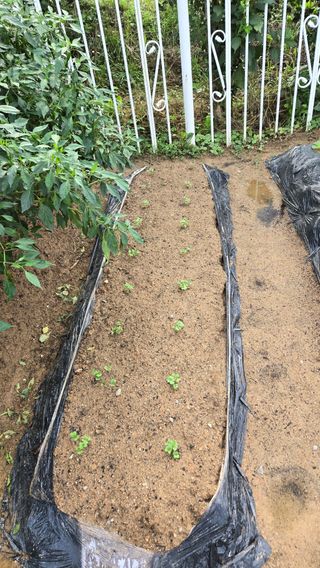 윤두현님의 기타작물 · 영농일지 작성글 사진