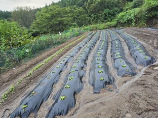 김대기님의 기타작물 · 영농일지 작성글 사진