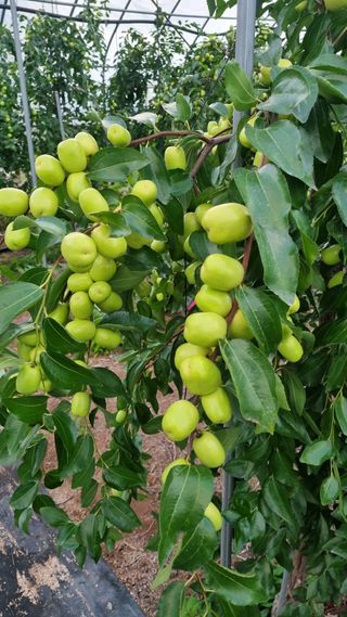 오학봉(멀티팜)님의 기타작물 · 영농일지 작성글 사진