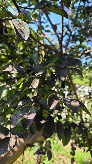 윤두현님의 기타작물 · 영농일지 작성글 사진