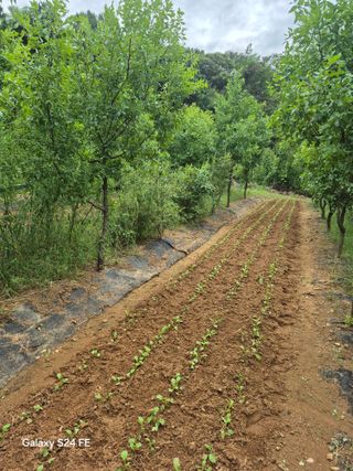 이옥수님의 배추 · 영농일지 작성글 사진