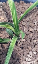 팜모닝 기타작물·영농일지 게시글 이미지