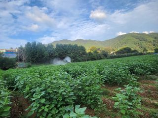 홍순원님의 들깨 · 영농일지 작성글 사진