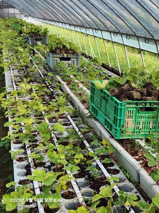 상월딸기 박명근님의 딸기 · 영농일지 작성글 사진