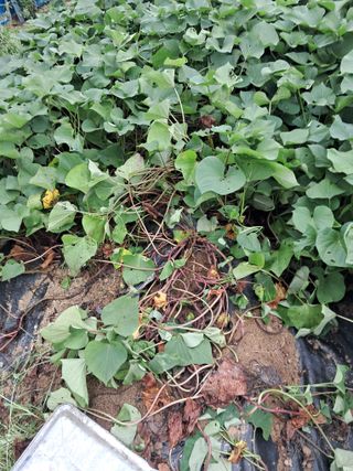 전희분님의 기타작물 · 영농일지 작성글 사진