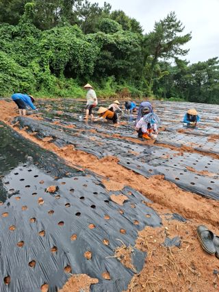 결단이님의 배추 · 영농일지 작성글 사진