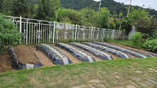 윤두현님의 기타작물 · 영농일지 작성글 사진