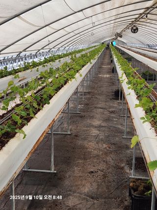 상월딸기 박명근님의 딸기 · 영농일지 작성글 사진