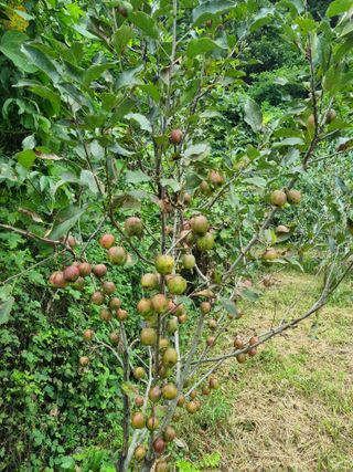 심기섭님의 기타작물 · 영농일지 작성글 사진