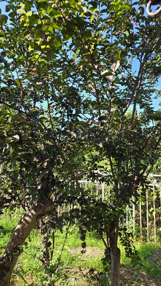 윤두현님의 기타작물 · 영농일지 작성글 사진