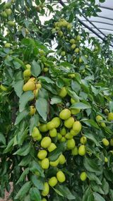 팜모닝 기타작물·영농일지 게시글 이미지