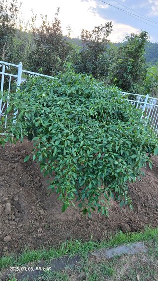 윤두현님의 기타작물 · 영농일지 작성글 사진