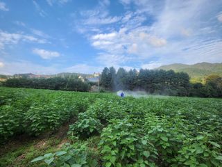 홍순원님의 들깨 · 영농일지 작성글 사진