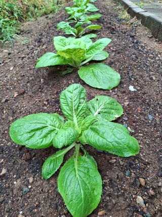 헤이쥬회원님의 배추 · 영농일지 작성글 사진