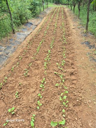 이옥수님의 배추 · 영농일지 작성글 사진