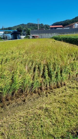 오학봉(멀티팜)님의 벼 · 영농일지 작성글 사진