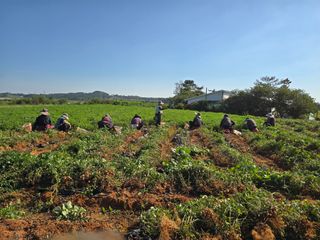 땅콩.감자.5734님의 기타작물 · 영농일지 작성글 사진