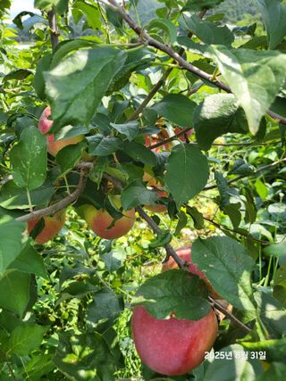 강정아님의 사과 · 영농일지 작성글 사진