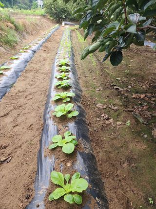 대운농원님의 기타작물 · 영농일지 작성글 사진