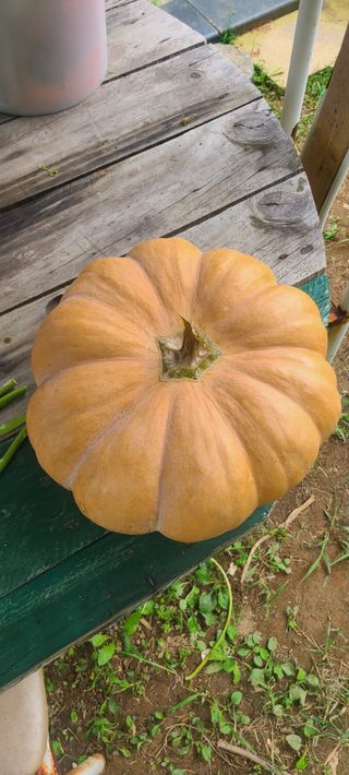 정응화님의 기타작물 · 영농일지 작성글 사진