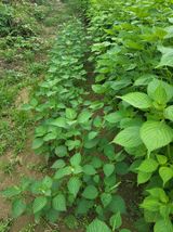 팜모닝 기타작물·영농일지 게시글 이미지