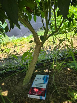 스카이2님의 고추 · 영농일지 작성글 사진