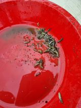 팜모닝 기타작물·영농일지 게시글 이미지