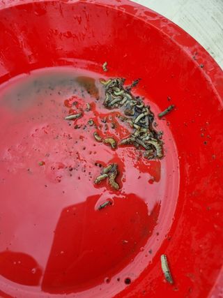 박경선님의 기타작물 · 영농일지 작성글 사진