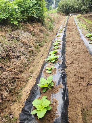 대운농원님의 기타작물 · 영농일지 작성글 사진