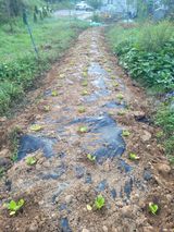 팜모닝 배추·영농일지 게시글 이미지