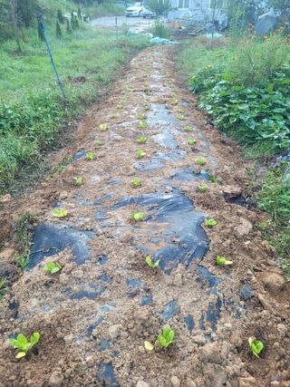 김정은님의 배추 · 영농일지 작성글 사진