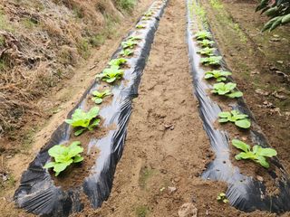 대운농원님의 기타작물 · 영농일지 작성글 사진