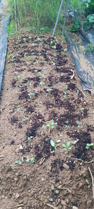 정응화님의 기타작물 · 영농일지 작성글 사진