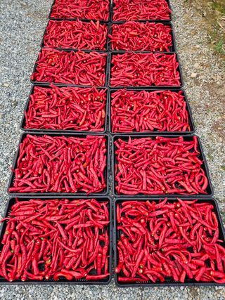 경달현님의 고추 · 영농일지 작성글 사진