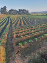 팜모닝 기타작물·영농일지 게시글 이미지