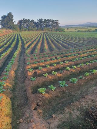 남산님의 기타작물 · 영농일지 작성글 사진