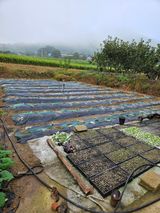 팜모닝 배추·영농일지 게시글 이미지