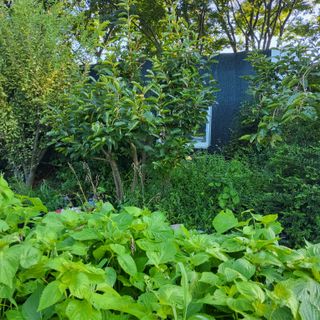 식만동 복합영농님의 기타작물 · 영농일지 작성글 사진