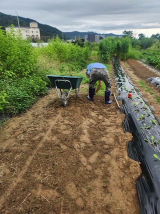 김영숙님의 마늘 · 영농일지 작성글 사진