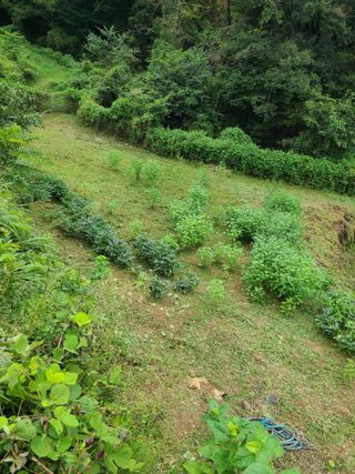 만청님의 기타작물 · 영농일지 작성글 사진