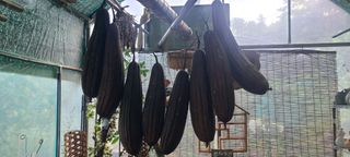 정응화님의 기타작물 · 영농일지 작성글 사진