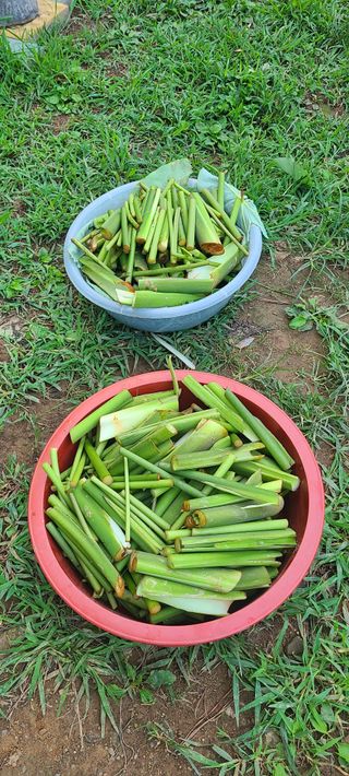 정응화님의 기타작물 · 영농일지 작성글 사진