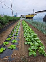 팜모닝 기타작물·영농일지 게시글 이미지