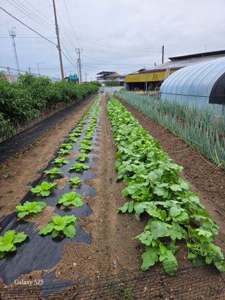 김시내 님의 기타작물 · 영농일지 작성글 사진