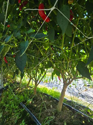 스카이2님의 고추 · 영농일지 작성글 사진